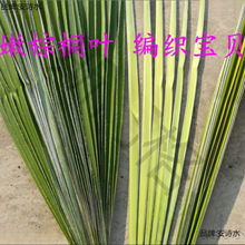 叶婚礼采编太保蚂蚱编织新鲜蝴蝶棕榈棕榈叶材料棕编粽麦背景宝贝