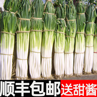 ��Sɽ�|������[���r���[�F�U���[10�����[�߲����l5��