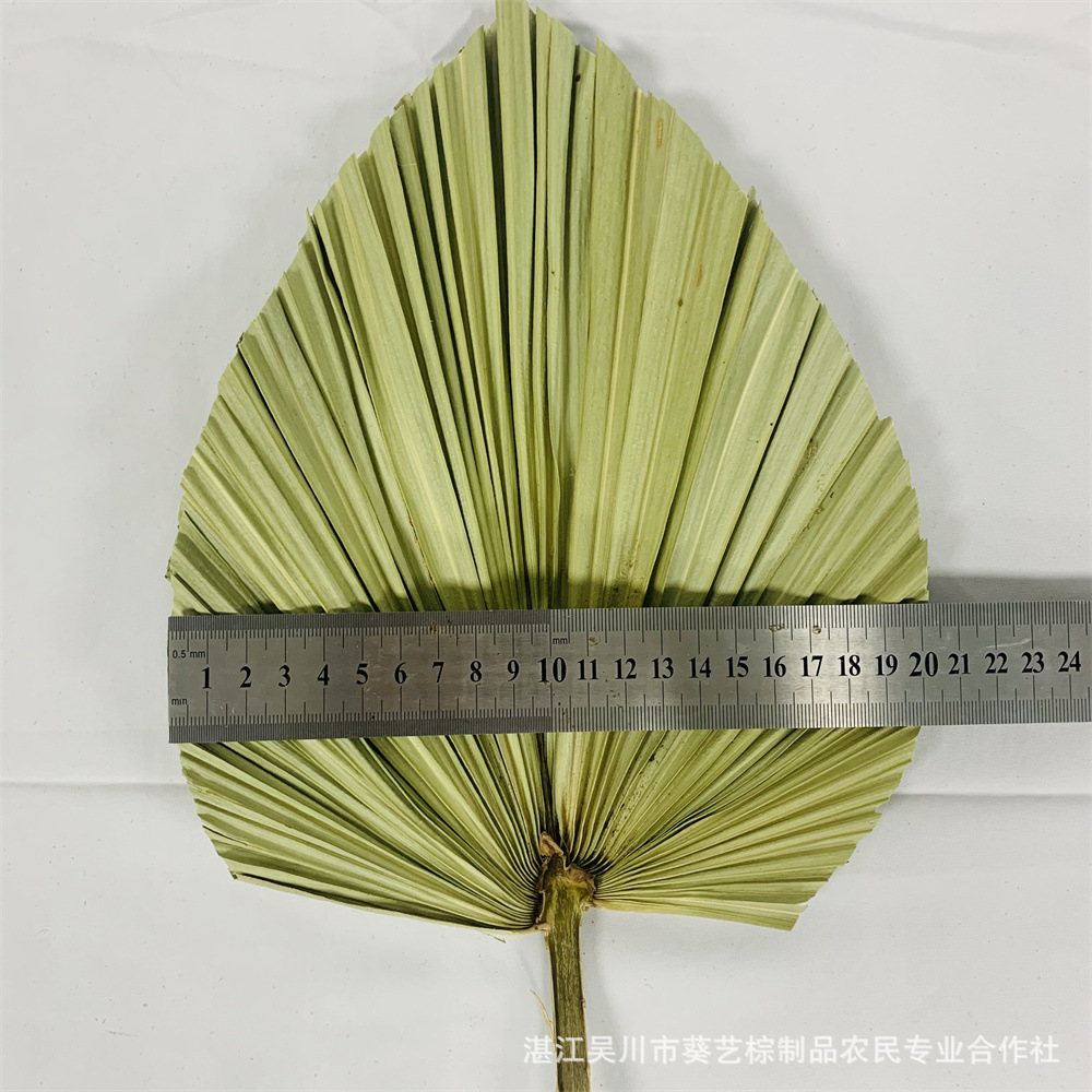 Los fabricantes de hojas de la flor seca de la hoja de la palma de la planta de hoja de la flor seca de la hoja de La Palma