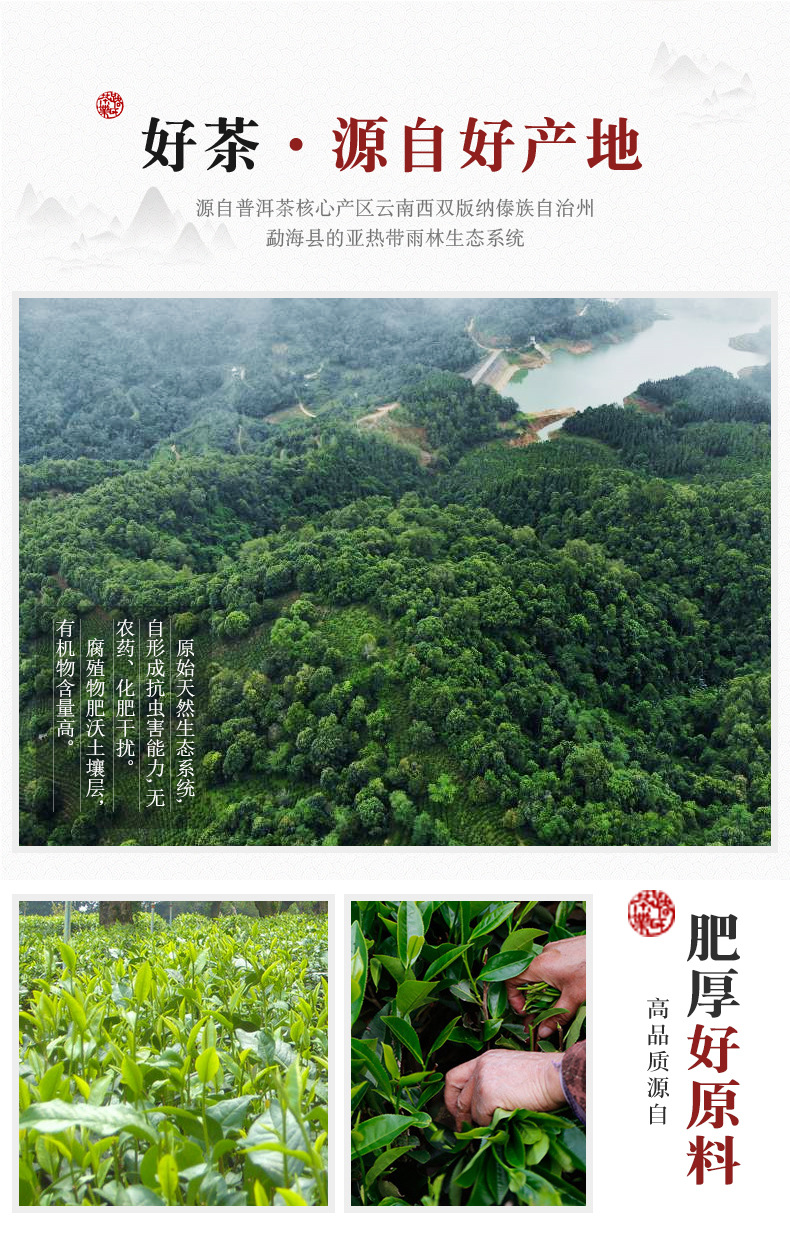 布朗大树100g熟饼_06.jpg