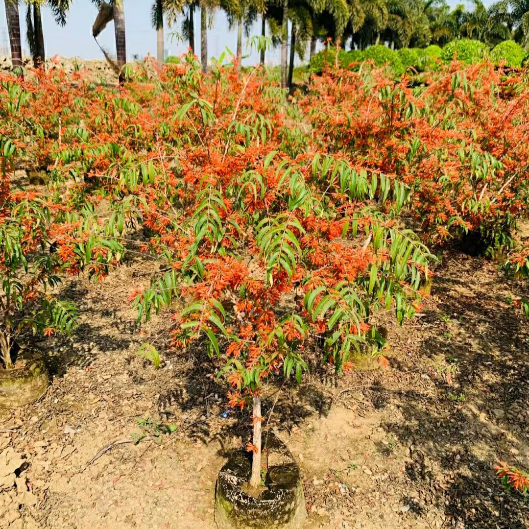 2303 база поставляет цветы креветок высотой 1-3 метра