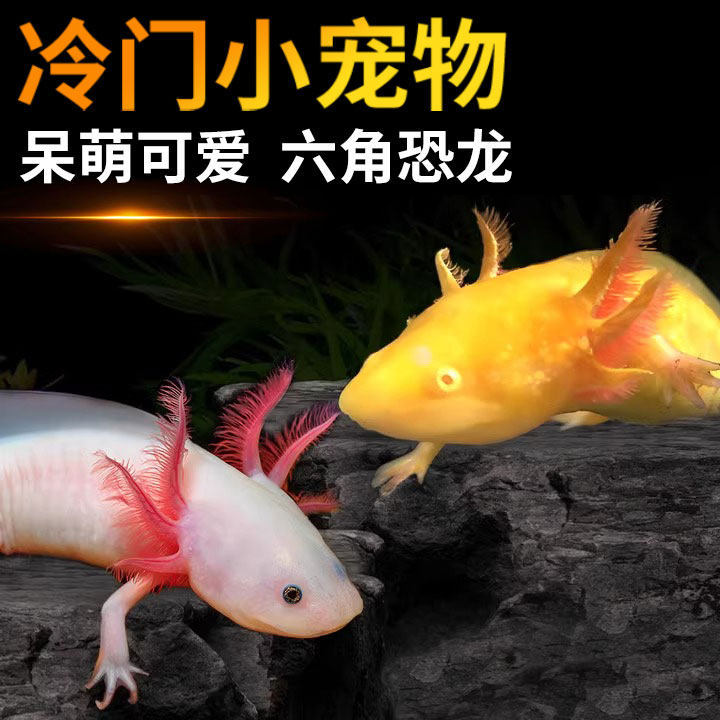 六角恐龙鱼稀罕冷门小宠物观赏鱼缸耐活冷水鱼美西螈淡水好养蝾螈