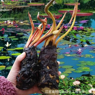 ˮ��˯ɏ���~��ͥԺ������ؾ��^��ѿ˯ɏ���K���o