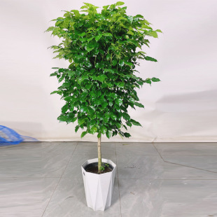 Happy Tree Green Treasure Potted Lollipop Large Plant Indoor Office Living Room Scandinavian Style Green Plant Purifies the Air