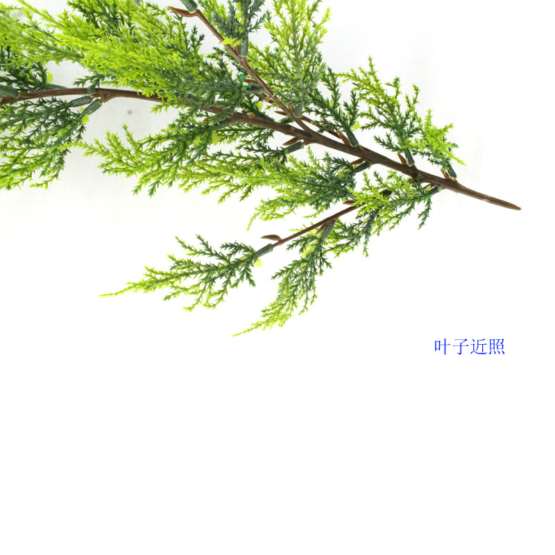 XRB-176 小柏叶四叉枝立体30叶0.5米2.jpg