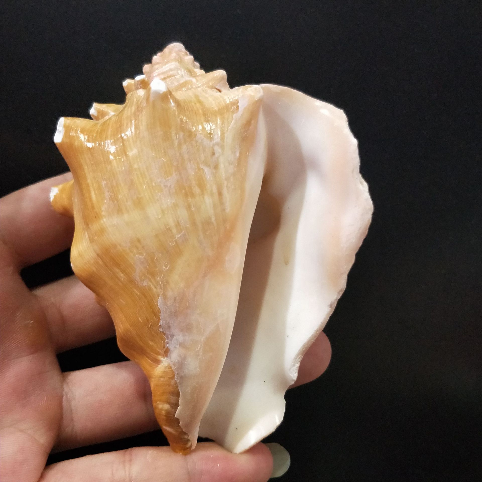 루즈 달팽이 6-8cm