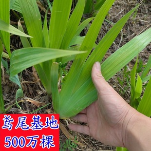 �Sβ������Է���ϻ��t���S���Sβ�m�����m�������໨���l