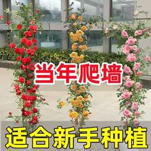 �Nޱ�����ٱ��¼��󻨝���ͥԺ����ֲ�ﻨ�����ԚW��õ���ļ��_��