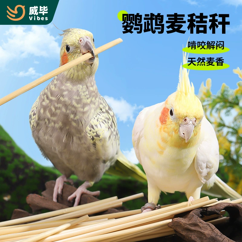 Попугай кусает игрушку натуральная пшеничная стебель пшеничная палка потребляет игрушку