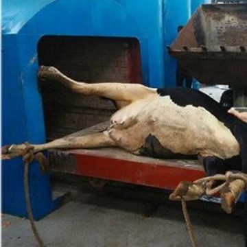 定Z 卧式焚烧炉 动物焚烧炉  牛羊焚烧炉 畜牧焚烧炉 工厂