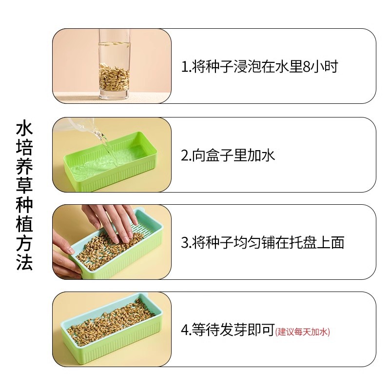 hierba de gato hidropónica, menta de gato, semillas de hierba de lana en maceta sin suelo, refrigerios para gatos perezosos y cachorros