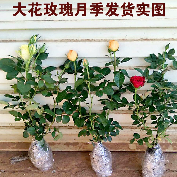 Розовые саженцы, цветочные растения в горшках, розы с крупными цветками, четырехсезонные декоративные зеленые растения для балконов, подходящие для выращивания в помещении и на улице, роза.