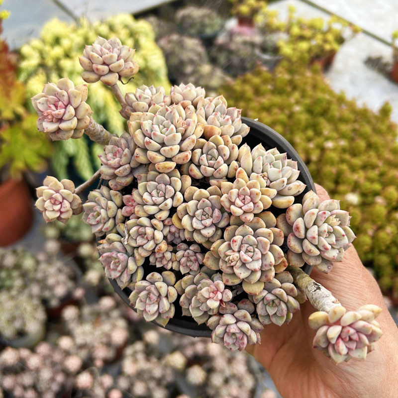 핑크인형, 전체 9cm+