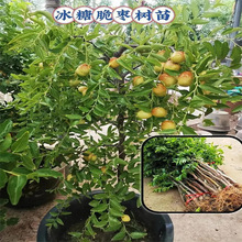 ޽ӶԹ箔YϷ󗗳شͥԺ