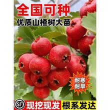 山楂树大树活苗甜红子大金星黄山楂树苗南北方种植庭院地栽果树苗
