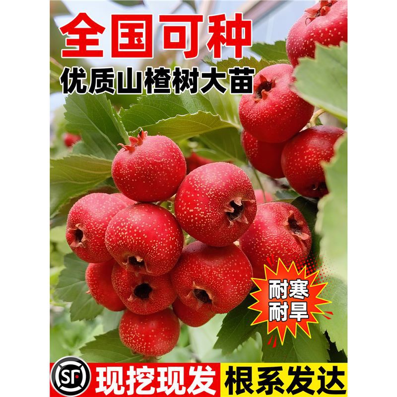 山楂树大树活苗甜红子大金星黄山楂树苗南北方种植庭院地栽果树苗