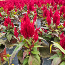 ���۶��������ܲݱ�ֲ�� ��� �u�ڻ� �a��ֱ�l