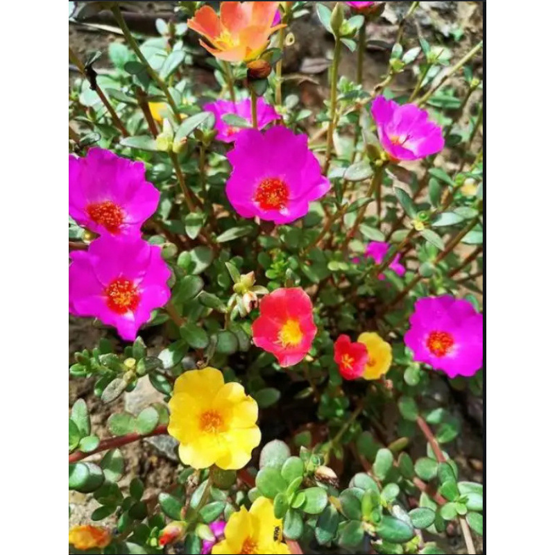 Semillas de flores, semillas de flores.