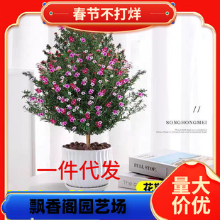 紅梅盆栽圖片- 海量高清紅梅盆栽圖片大全- 阿里巴巴