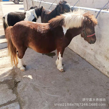 ���^�rׯ�Ȍ�չС���R���w���Uչ�[��� ��ͯ�T�˰��R���w ���_�R