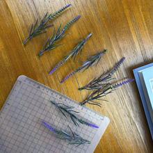 ���l����ֲ��b�����ˮ�ݹ�β����ɫ޹�²ݷ��滨����S��ֱ�N