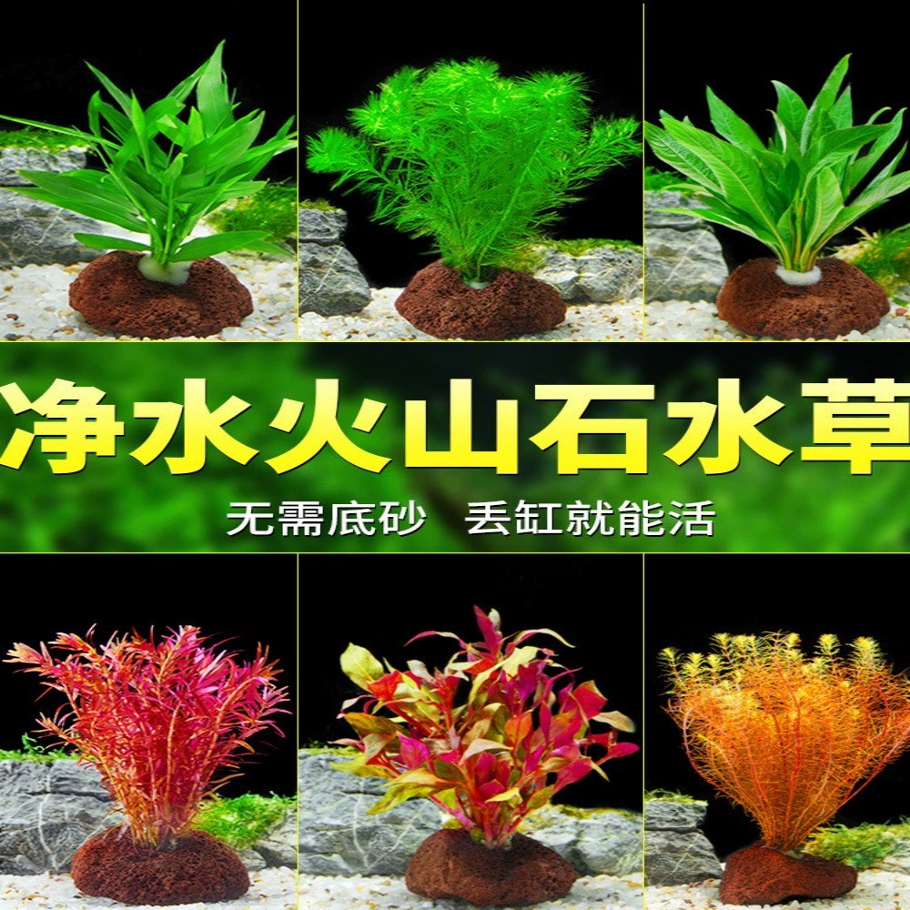Аквариум водяной травы ландшафтное растение вулканический камень водяной травы, настоящая трава, отрицательная зеленая посадка, трава, водяной фикус, ленивый набор украшения