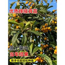 枇杷苗树果苗大果地大五星特大枇杷树盆栽庭院南方水果树果苗嫁接