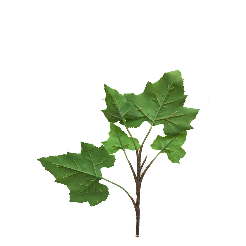 XRB-266 梧桐叶单枝5叶 (6).jpg