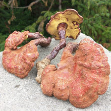 神农架纯野生灵芝野生赤灵芝野灵芝整枝灵芝可免费磨粉切片250克