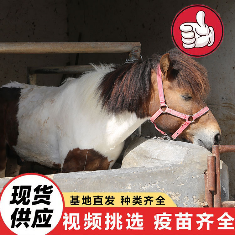 出售儿童宠物马迷你马 国产骑乘矮马价格景区园林观赏矮脚马活体