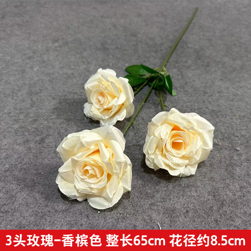 3 다이아몬드 로즈-샴페인