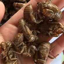 ����Դ�����l�����s͑ɽ�|�s��֪�˚����暤 ֪��Ƥɳ��؛һ��؛