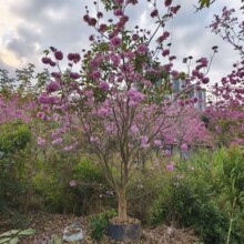 �����ϻ��L�ľ����ͥԺ�Nֲ�����ϻ��L�ľ���԰���͢�ϻ��L�ľ