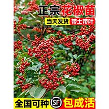 ĴhԴtٽ໨齷ϱͥԺNֲ