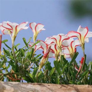 ������Է���绨���{�����~�ݾW�t�Gֲ�҃ȃ����՚��ɫ���ܷN��