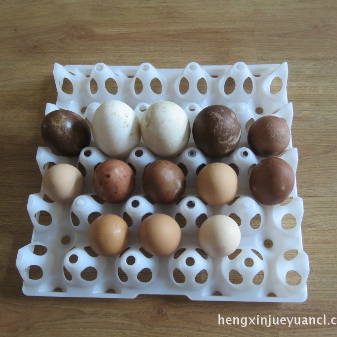 供应金凤凰龙口恒信20枚小鹅蛋托老款