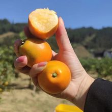 正宗第三金桔广西融安脆蜜金柑纯甜鲜果水果无籽包装整箱礼盒
