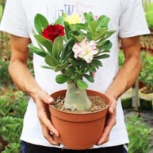 沙漠玫瑰花苗 盆栽 多肉植物 老桩室内外绿植盆景四季开花天宝花