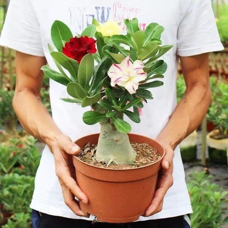 沙漠玫瑰花苗 盆栽 多肉植物 老桩室内外绿植盆景四季开花天宝花