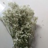 [Eternal Flower Full of Tianxing] Eternal Flower Full of Tiantian Dry Flower Manufacturers wholesale