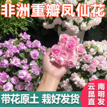 一件代发云南直发 非洲进口重瓣凤仙花盆栽带花发货指甲花阳台耐