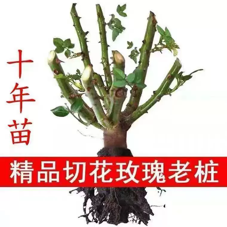 Саженцы розы старые пень роз в горшках саженцы очень красные цветы