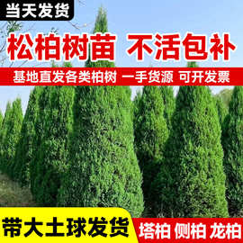 松柏树苗带土柏树侧柏塔柏龙柏松树坟地坟前墓前绿植园林绿化工程
