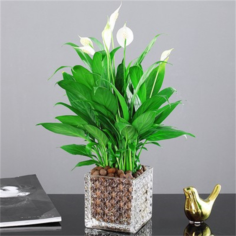 수경 흰색 야자 6-8 식물 꽃 구슬 사각형 실린더 + 세람사이트 + 영양 용액