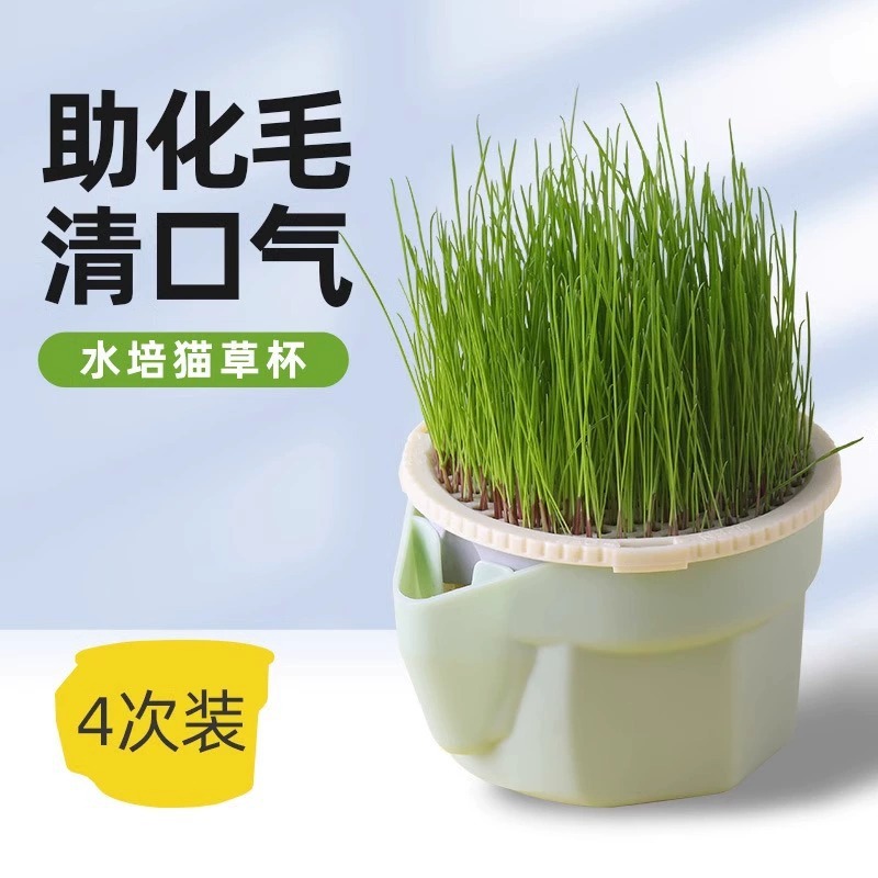 Crassa de gato en maceta, taza de crassa de gato hidropónica sin suelo, bocadillos para gatos, semillas de crassa de gato en maceta, barras molares de menta para gatos