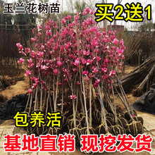 玉兰花树苗盆栽庭院地栽带花苞红紫玉兰别墅风景绿化四季开花植物