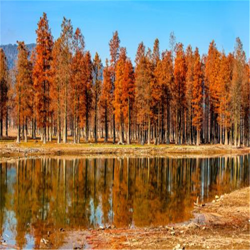 批发苗木四川红杉 景区湿地绿化工程红杉树苗 北美红杉景观树-阿里巴巴