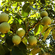 ɽ���ҷN�� ��Ƥ��Ƥ���ҷN�� ���� Ǽ�ҷN�� �Nֲ������Ҙ�N��