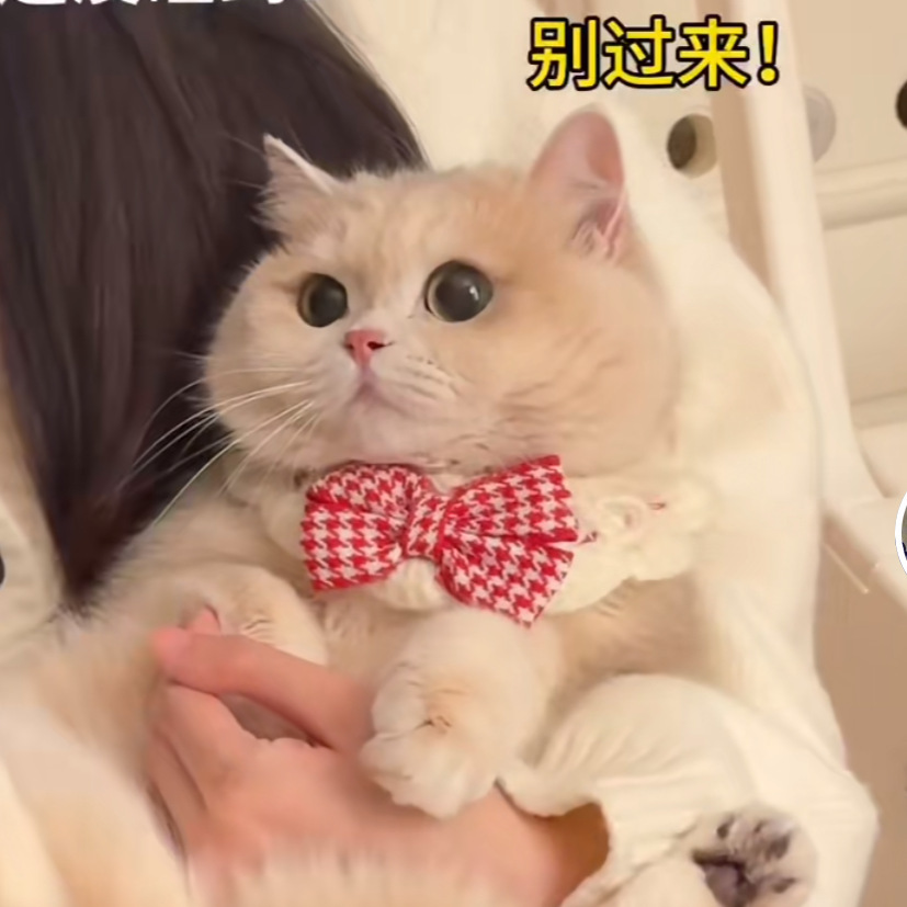 猫咪围脖领结口水巾针织围领宠物项圈围兜装饰品狗狗千鸟格围嘴