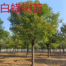 白蜡树苗 乔木种植基地 金叶白蜡行道树丛生白蜡树苗包邮批发